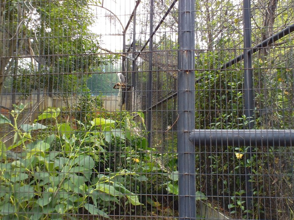 89.JPG - 1060423-新竹動物園一日遊+假日花市+春英水餃牛肉麵店午餐