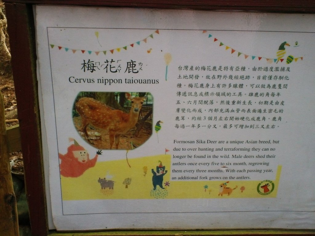 93.JPG - 1060423-新竹動物園一日遊+假日花市+春英水餃牛肉麵店午餐