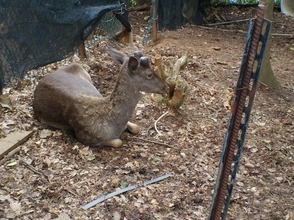 94.JPG - 1060423-新竹動物園一日遊+假日花市+春英水餃牛肉麵店午餐