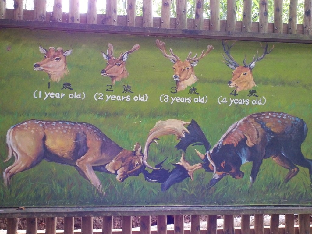 95-1.JPG - 1060423-新竹動物園一日遊+假日花市+春英水餃牛肉麵店午餐