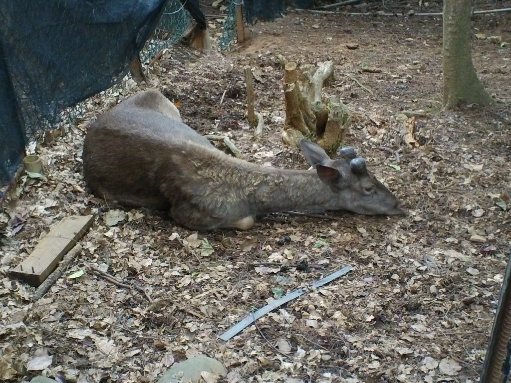 95-2.JPG - 1060423-新竹動物園一日遊+假日花市+春英水餃牛肉麵店午餐