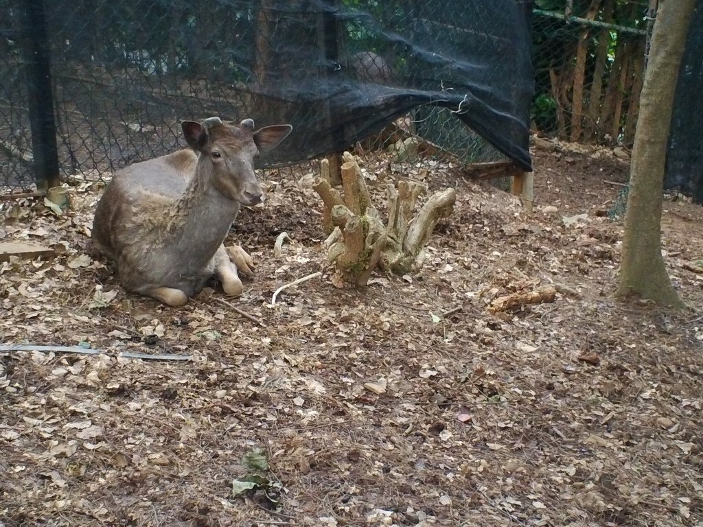 96.JPG - 1060423-新竹動物園一日遊+假日花市+春英水餃牛肉麵店午餐