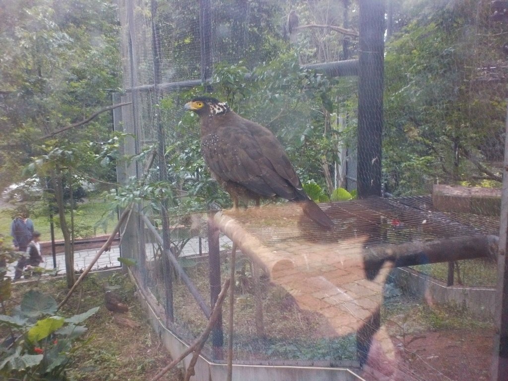 97.JPG - 1060423-新竹動物園一日遊+假日花市+春英水餃牛肉麵店午餐