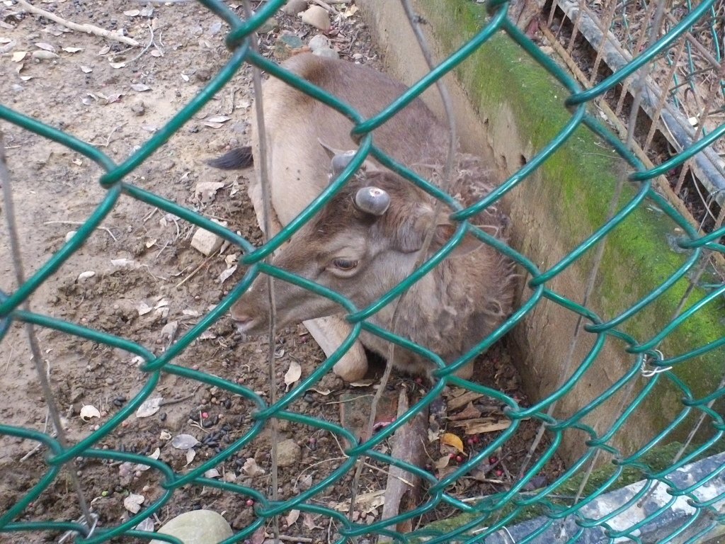 100.JPG - 1060423-新竹動物園一日遊+假日花市+春英水餃牛肉麵店午餐