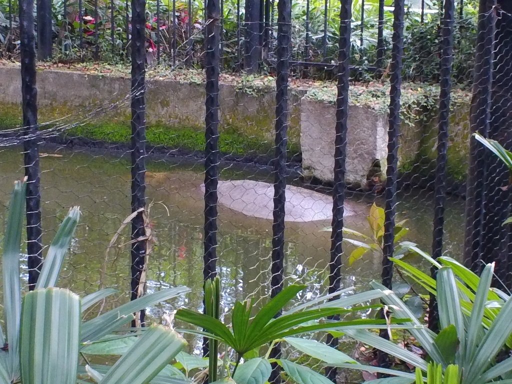 102.JPG - 1060423-新竹動物園一日遊+假日花市+春英水餃牛肉麵店午餐