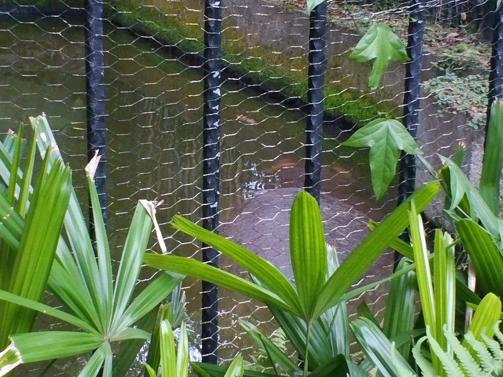 103.JPG - 1060423-新竹動物園一日遊+假日花市+春英水餃牛肉麵店午餐