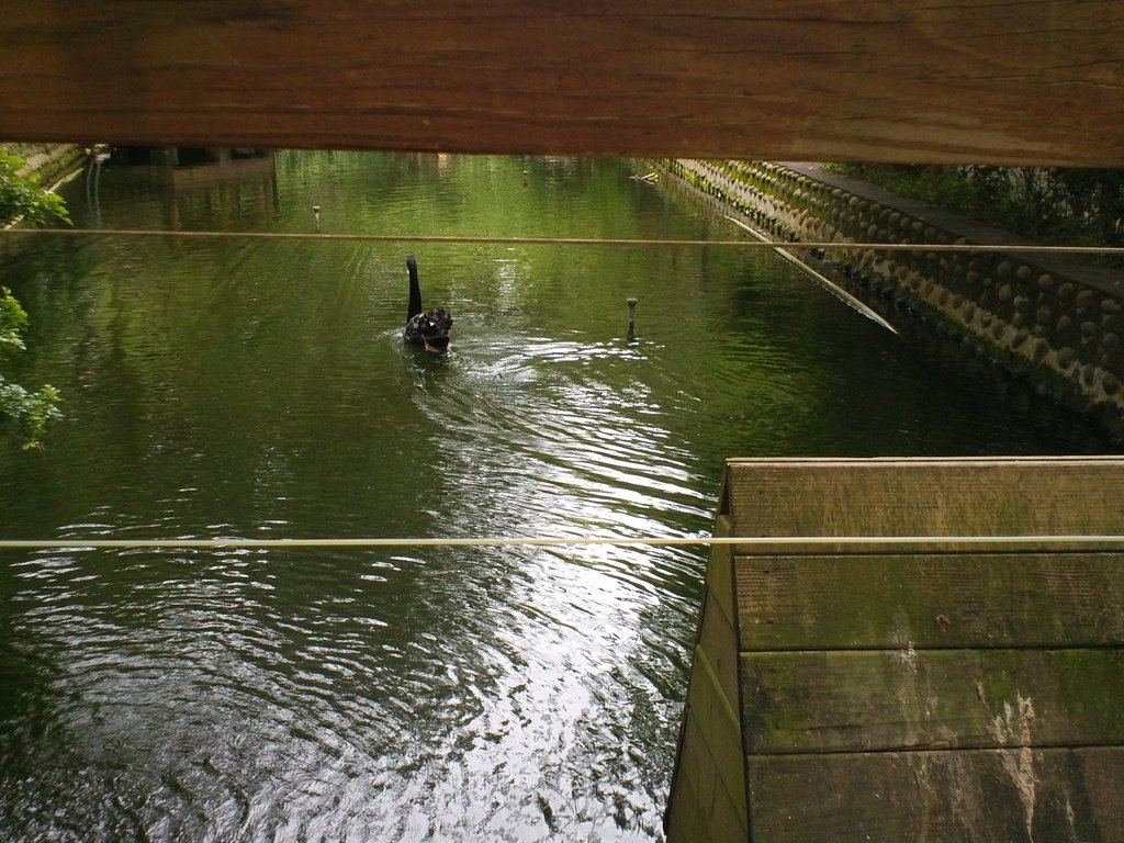 104.JPG - 1060423-新竹動物園一日遊+假日花市+春英水餃牛肉麵店午餐