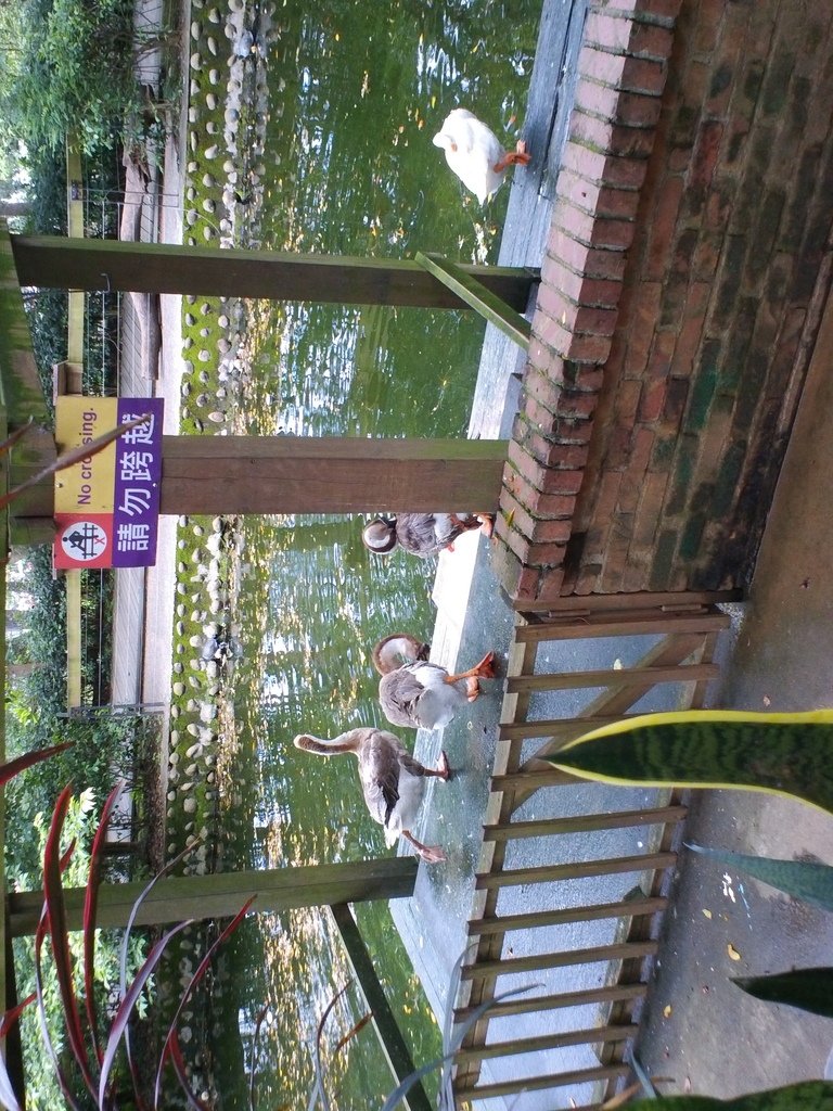 105.JPG - 1060423-新竹動物園一日遊+假日花市+春英水餃牛肉麵店午餐