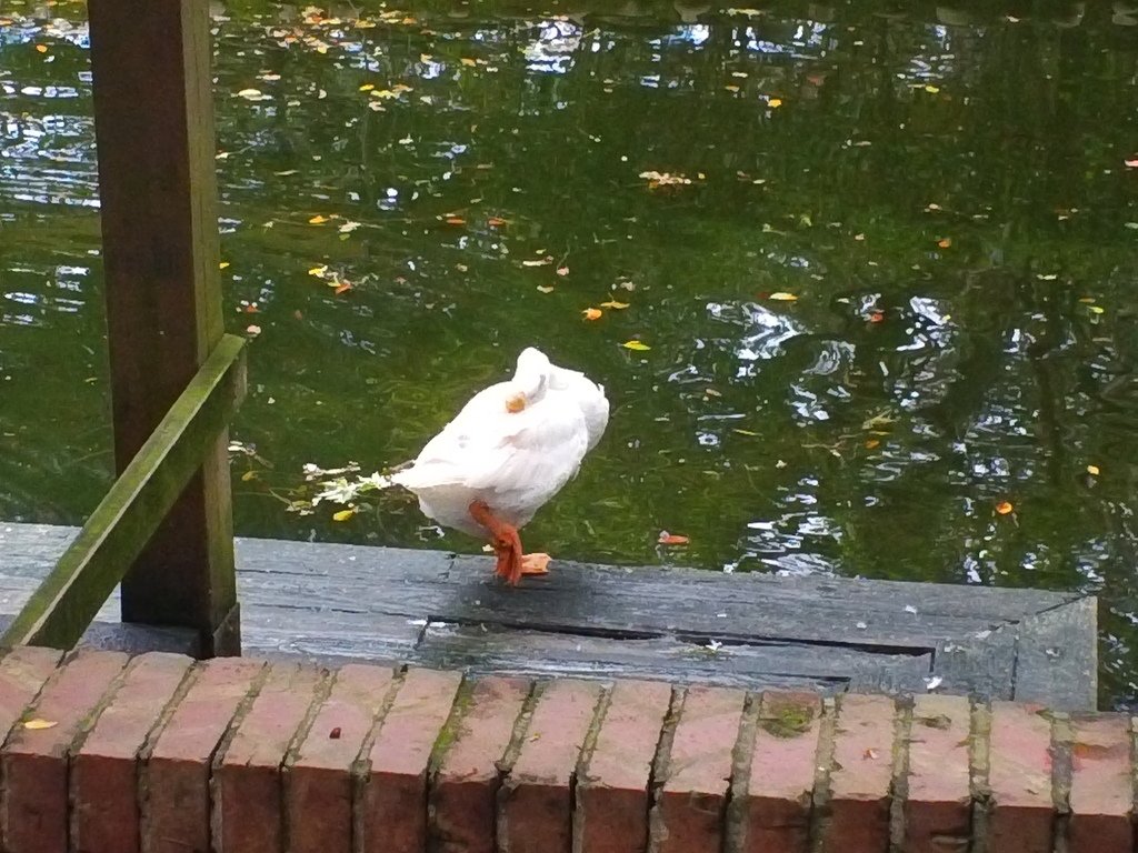 106.JPG - 1060423-新竹動物園一日遊+假日花市+春英水餃牛肉麵店午餐