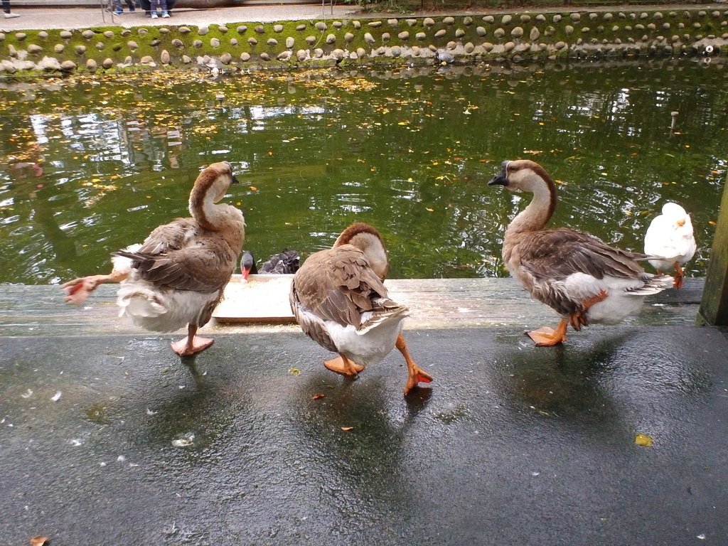 107.JPG - 1060423-新竹動物園一日遊+假日花市+春英水餃牛肉麵店午餐