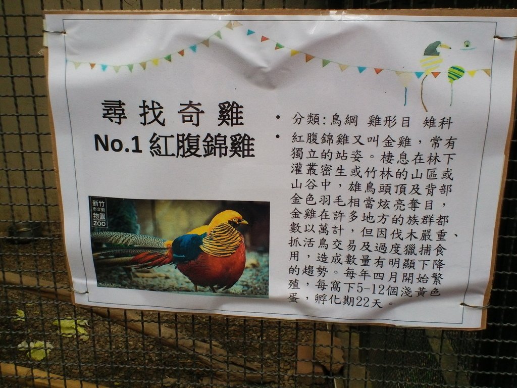 110.JPG - 1060423-新竹動物園一日遊+假日花市+春英水餃牛肉麵店午餐