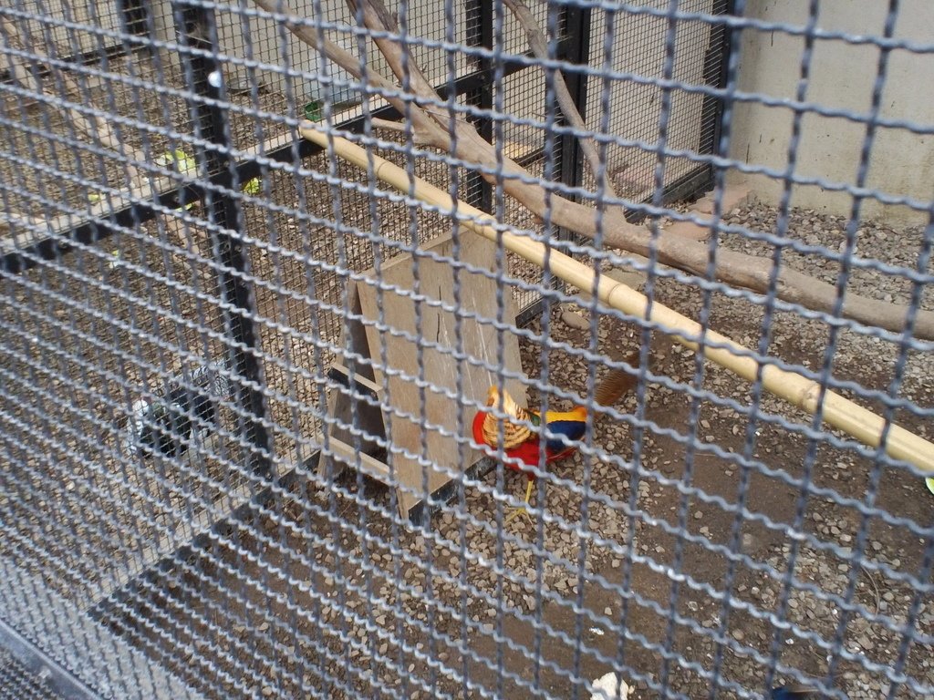 111.JPG - 1060423-新竹動物園一日遊+假日花市+春英水餃牛肉麵店午餐