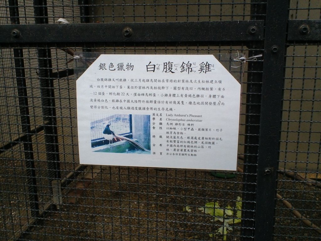 112.JPG - 1060423-新竹動物園一日遊+假日花市+春英水餃牛肉麵店午餐