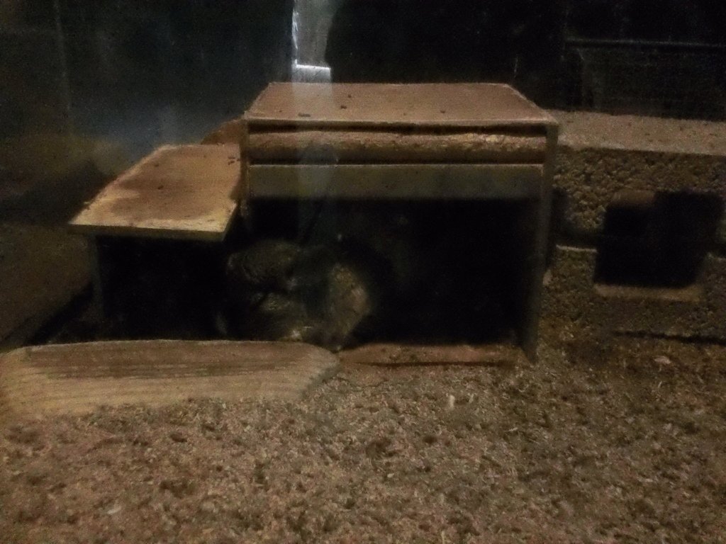 116.JPG - 1060423-新竹動物園一日遊+假日花市+春英水餃牛肉麵店午餐
