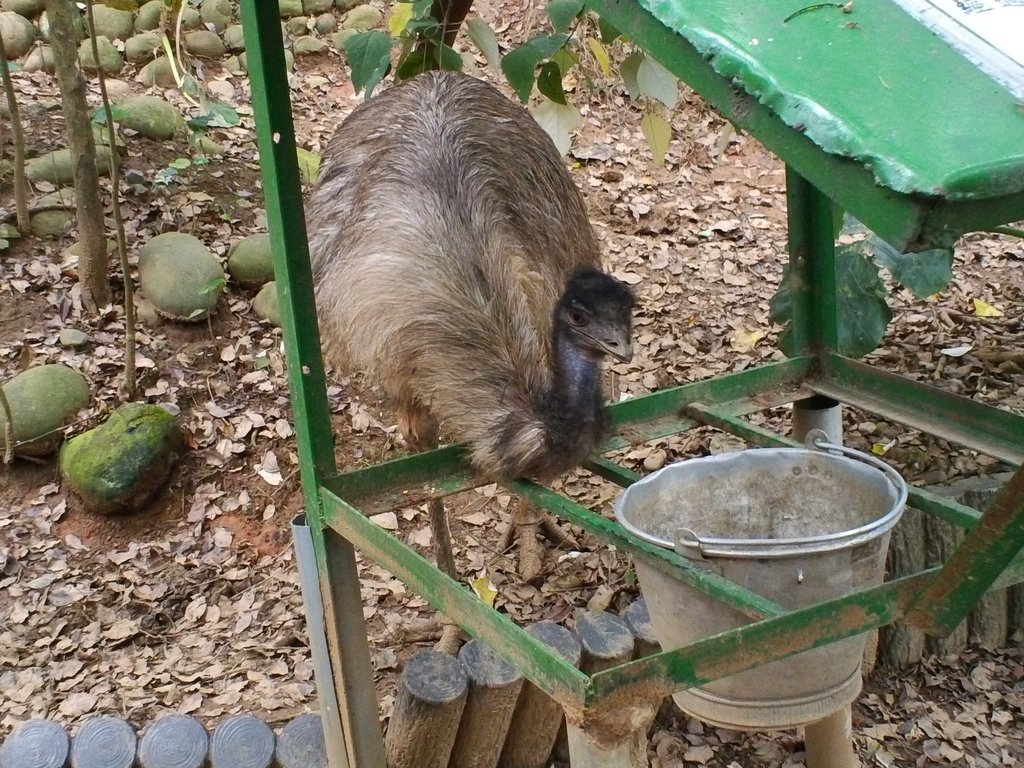 118.JPG - 1060423-新竹動物園一日遊+假日花市+春英水餃牛肉麵店午餐