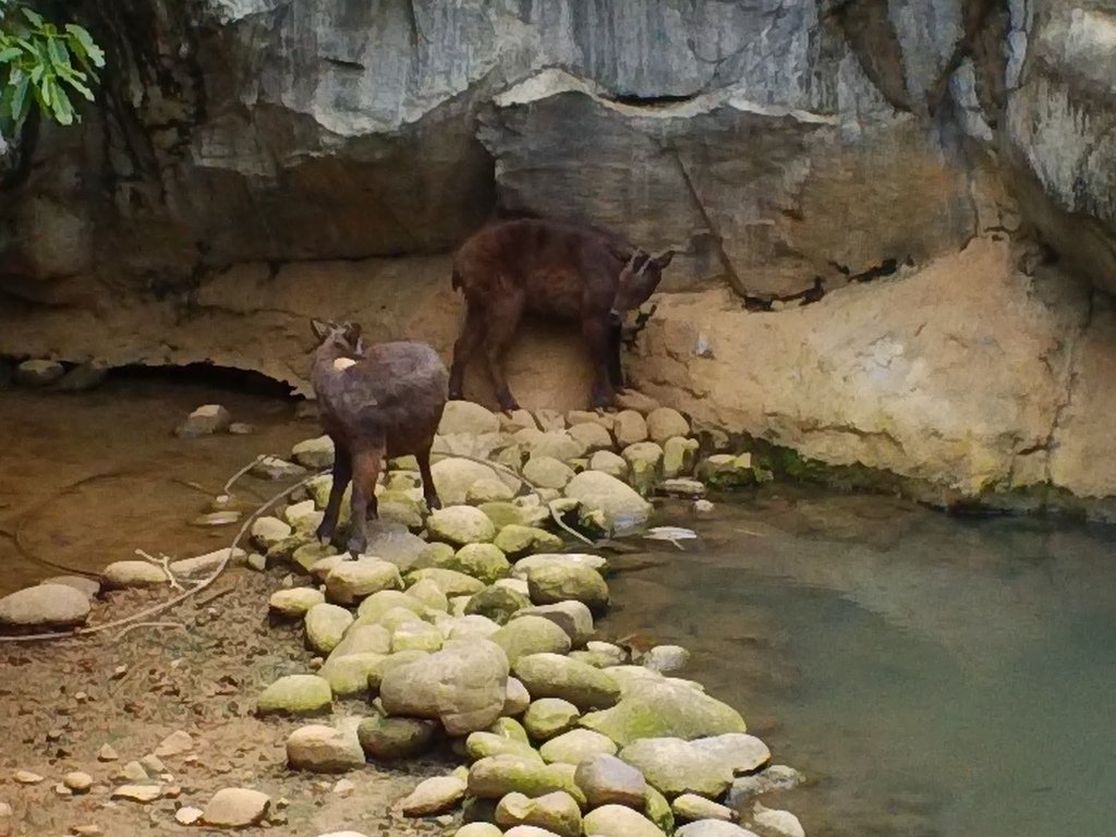 121.JPG - 1060423-新竹動物園一日遊+假日花市+春英水餃牛肉麵店午餐