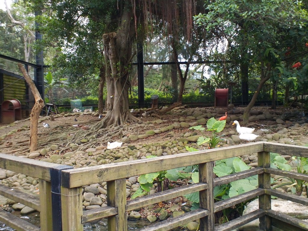 122.JPG - 1060423-新竹動物園一日遊+假日花市+春英水餃牛肉麵店午餐