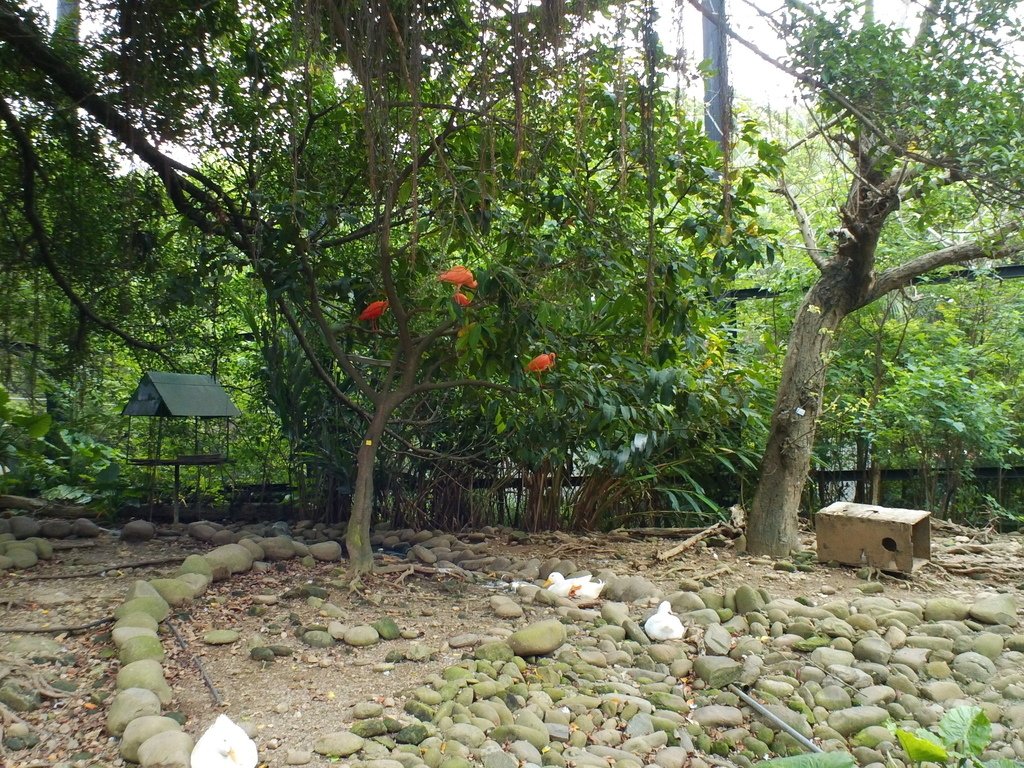 123.JPG - 1060423-新竹動物園一日遊+假日花市+春英水餃牛肉麵店午餐