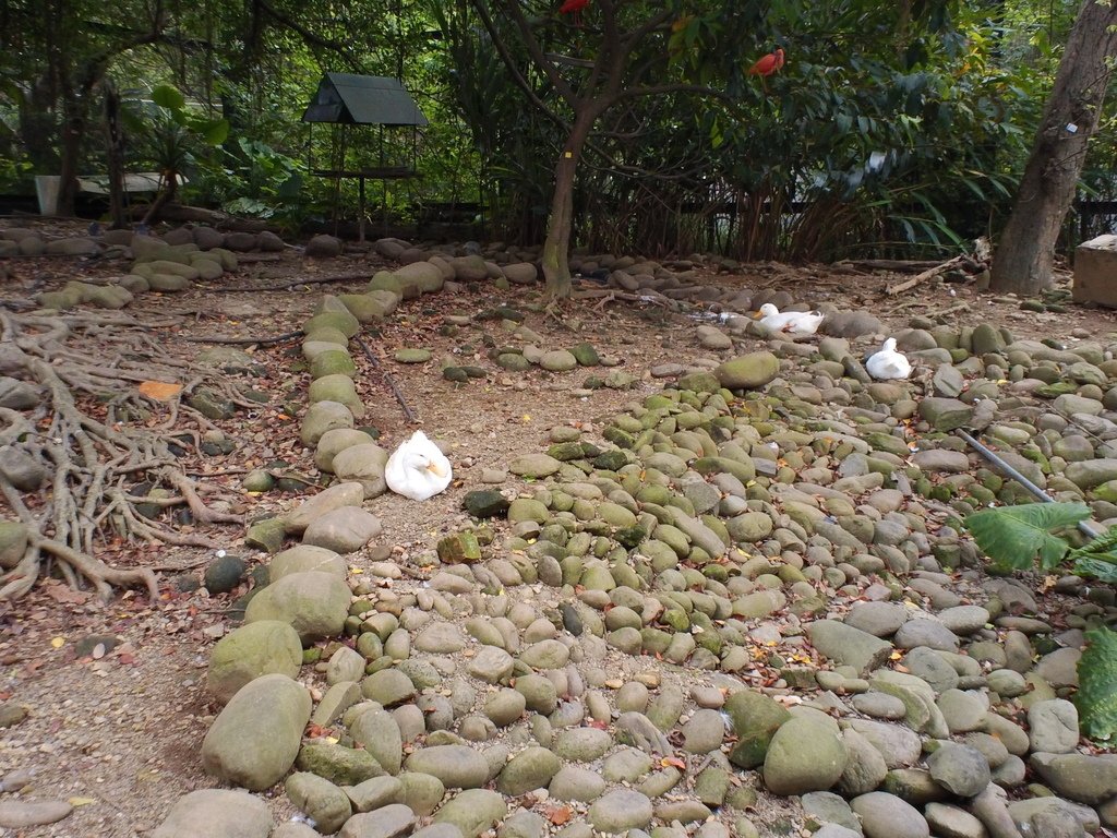 124.JPG - 1060423-新竹動物園一日遊+假日花市+春英水餃牛肉麵店午餐