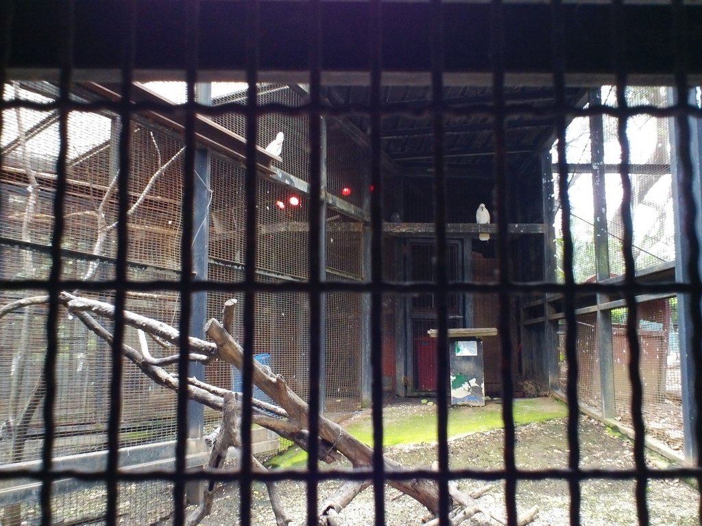 126.JPG - 1060423-新竹動物園一日遊+假日花市+春英水餃牛肉麵店午餐
