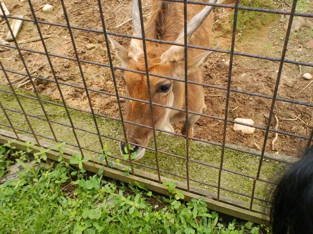 144.JPG - 1060423-新竹動物園一日遊+假日花市+春英水餃牛肉麵店午餐
