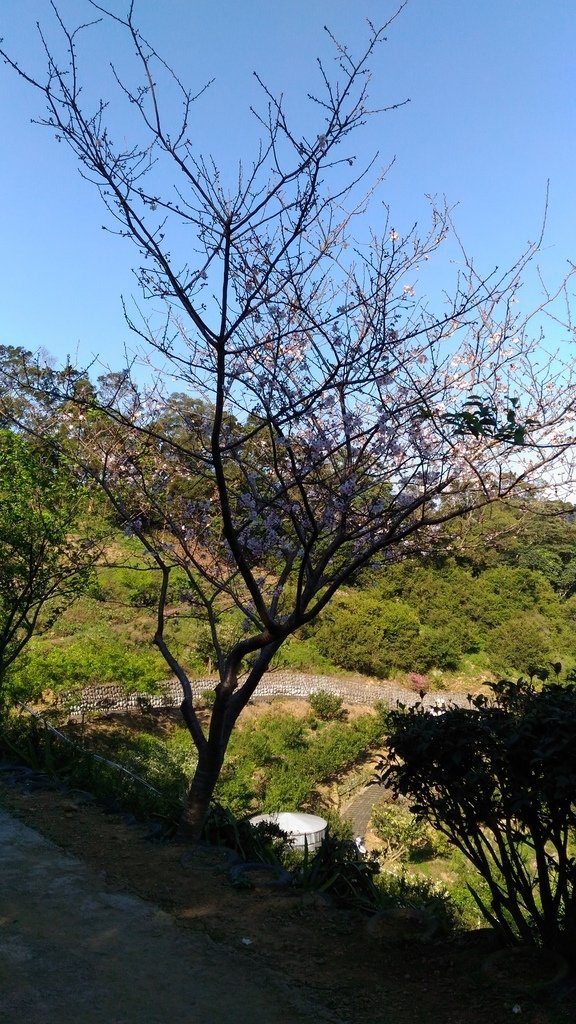 39.jpg - 1060402-竹東空笙庭長春店健康蔬食+飛鳳山步道