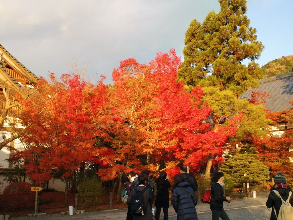 18.JPG - 1041204-\u65e5\u672c\u4eac\u90fd\u8cde\u6953\u81ea\u7531\u884c-\u7b2c\u4e09\u5929(\u6c38\u89c0\u5802)