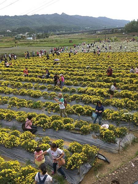 苗栗銅鑼杭州菊花市與馬家_8208.jpg