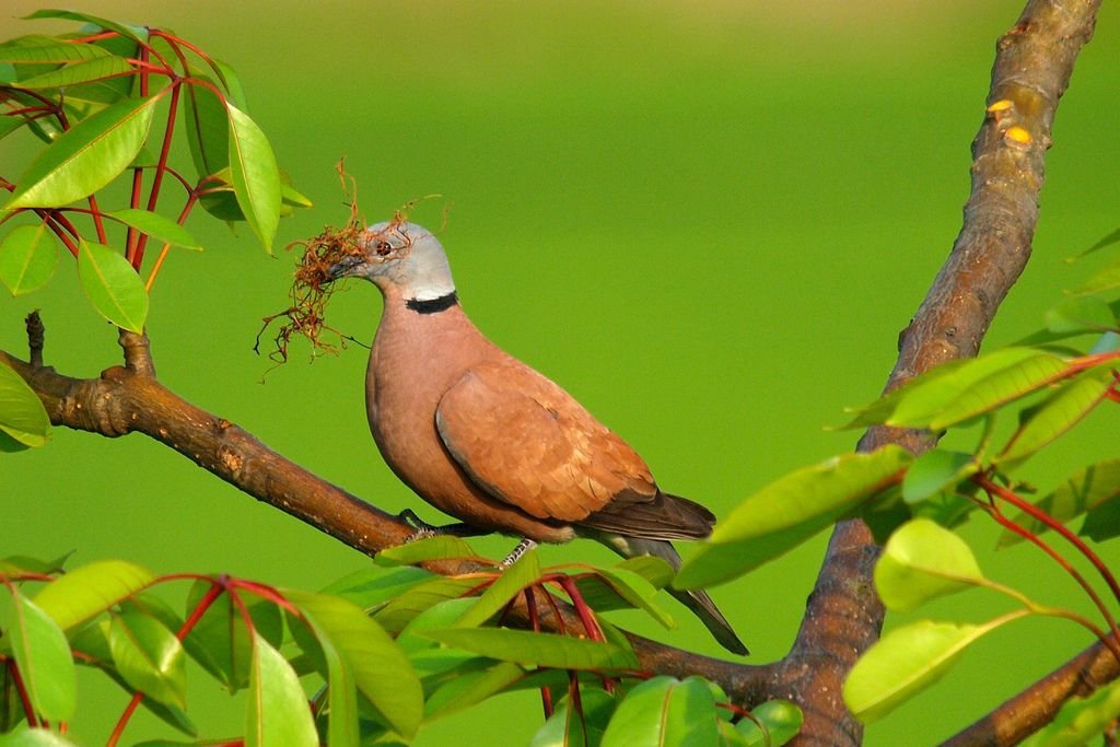 紅鳩