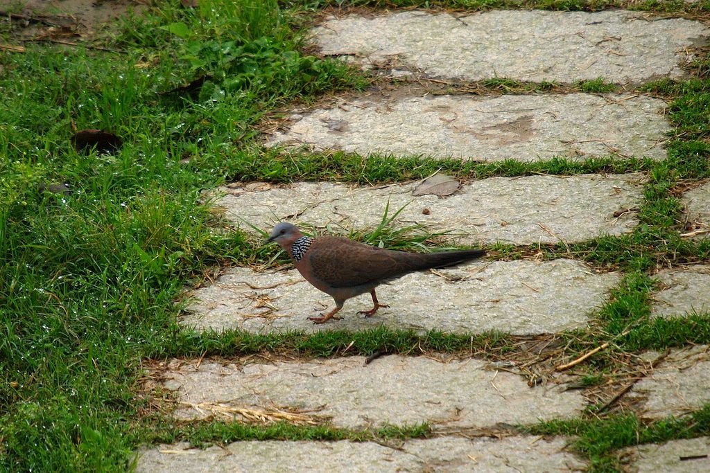 珠頸斑鳩