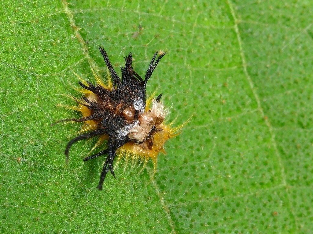 P4306422