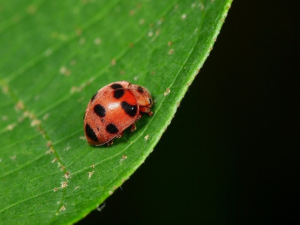 中華食植瓢蟲