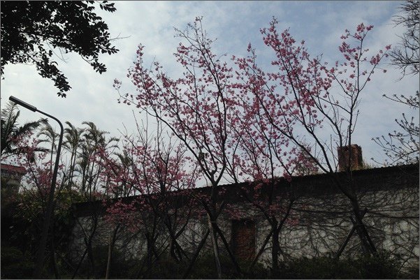 20150219-20走春06