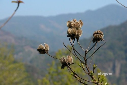 山芙蓉