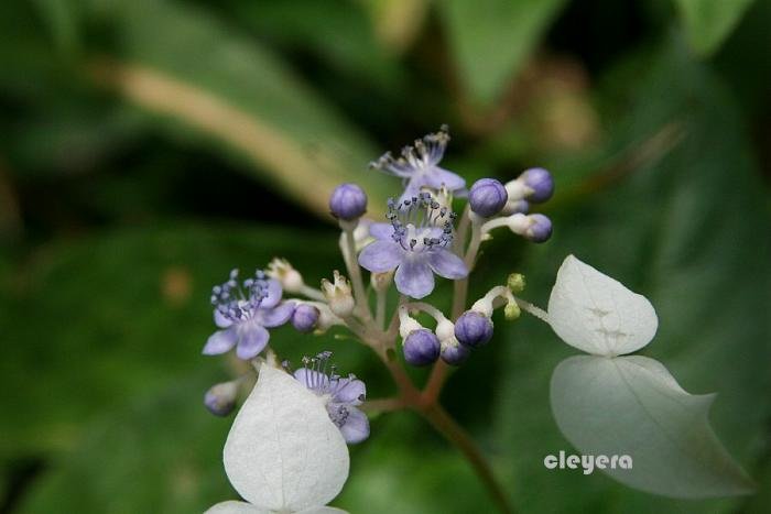 台灣草紫陽花-4