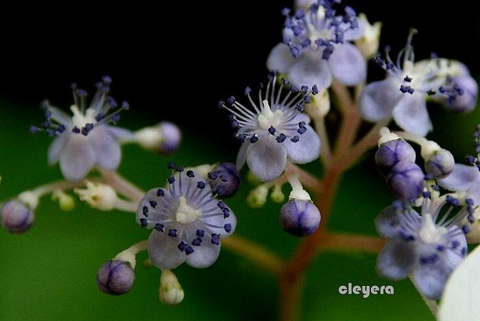 台灣草紫陽花-7