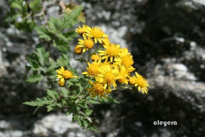 阿里山油菊-2