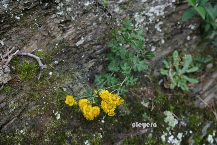 阿里山油菊-1