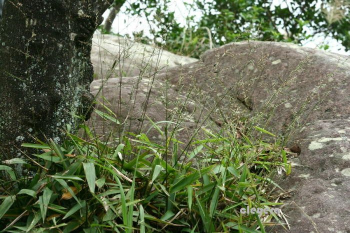 淡竹葉071111金面山 (1)