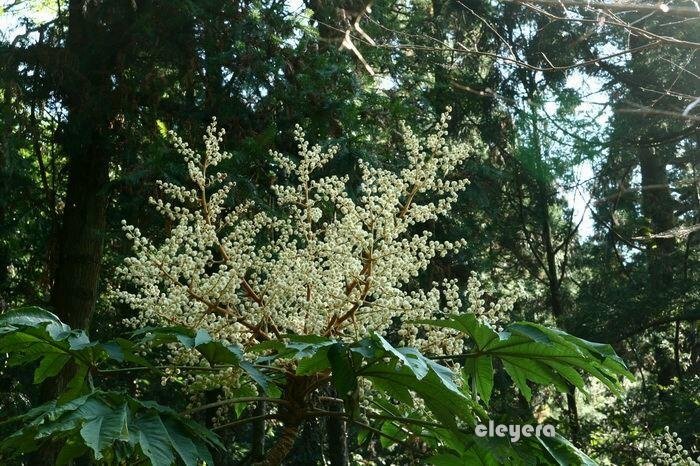 通脫木-6