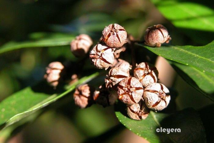 台灣馬醉木 Pieris taiwanensis-Pieris japonica (4)