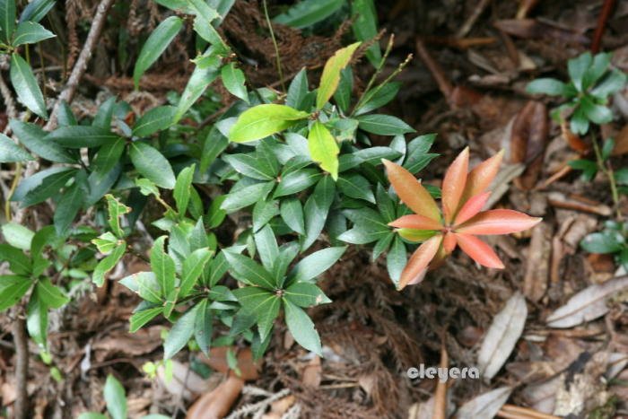 台灣馬醉木 Pieris taiwanensis-Pieris japonica (1)