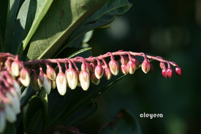 台灣馬醉木 Pieris taiwanensis-Pieris japonica (2)