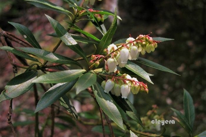 台灣馬醉木 Pieris taiwanensis-Pieris japonica (5)