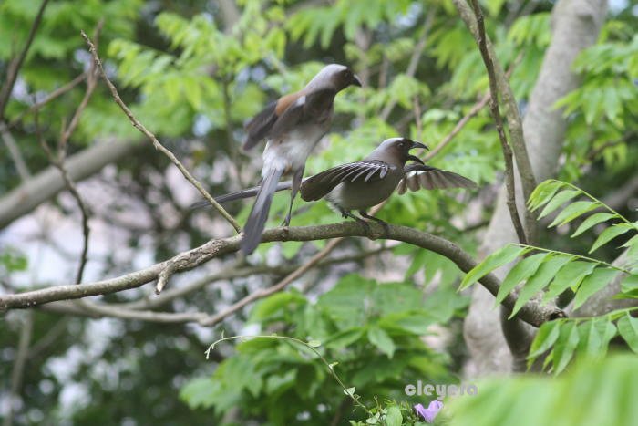 樹鵲  (4)