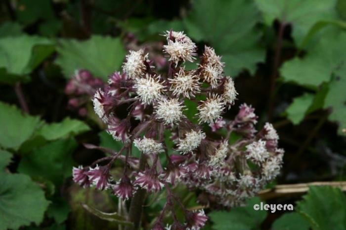 台灣蜂斗菜 Petasites formosanus-7