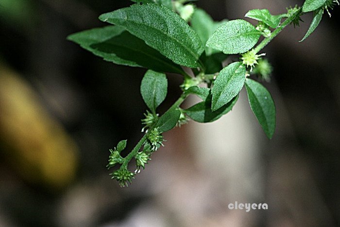秋分草-4