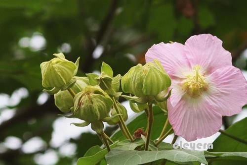 全緣葉美麗芙蓉