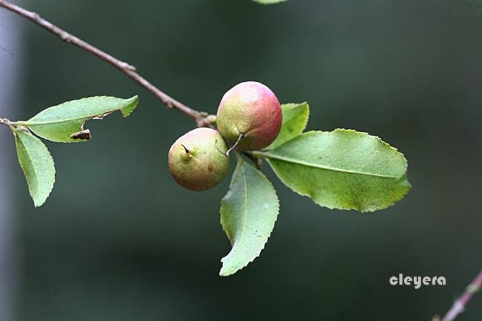 能高山茶-4