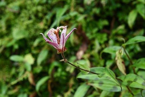 高山油點草-1